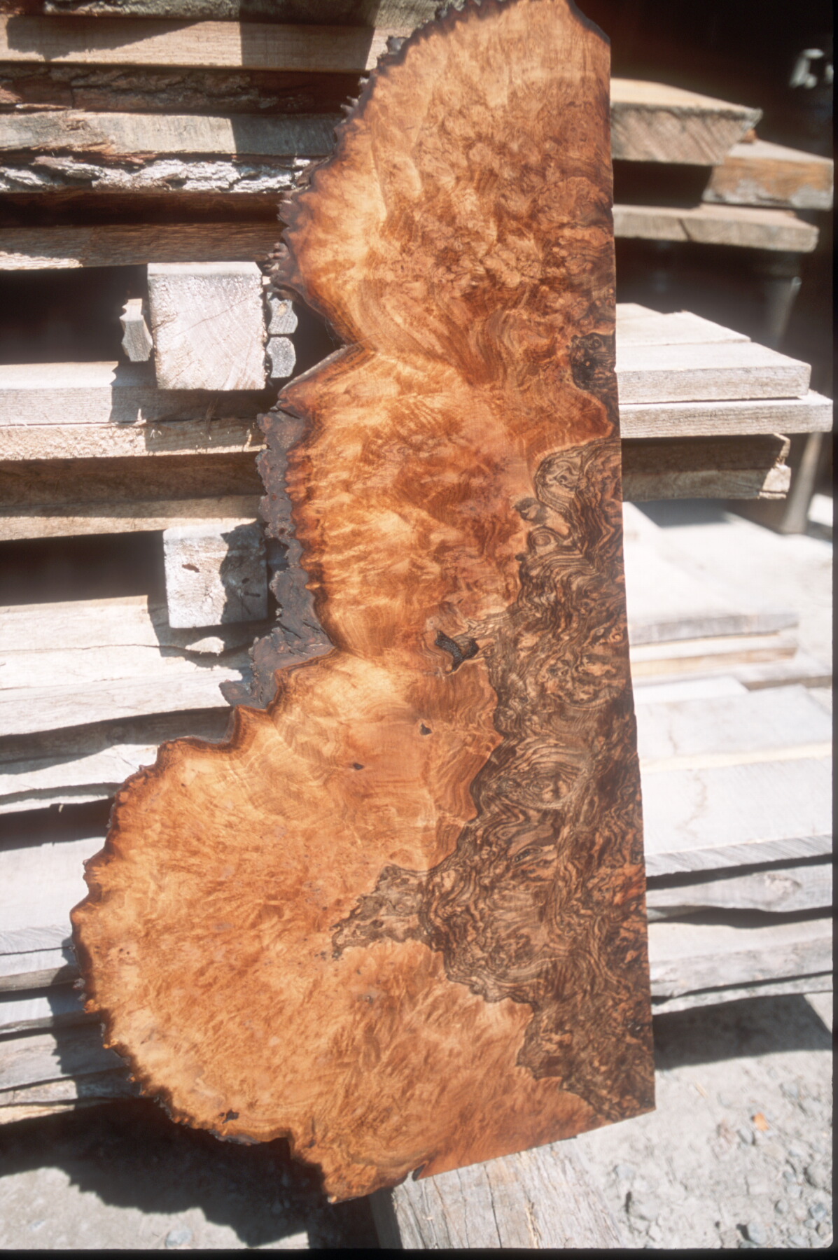 Circassian Walnut Burl Talarico Hardwoods