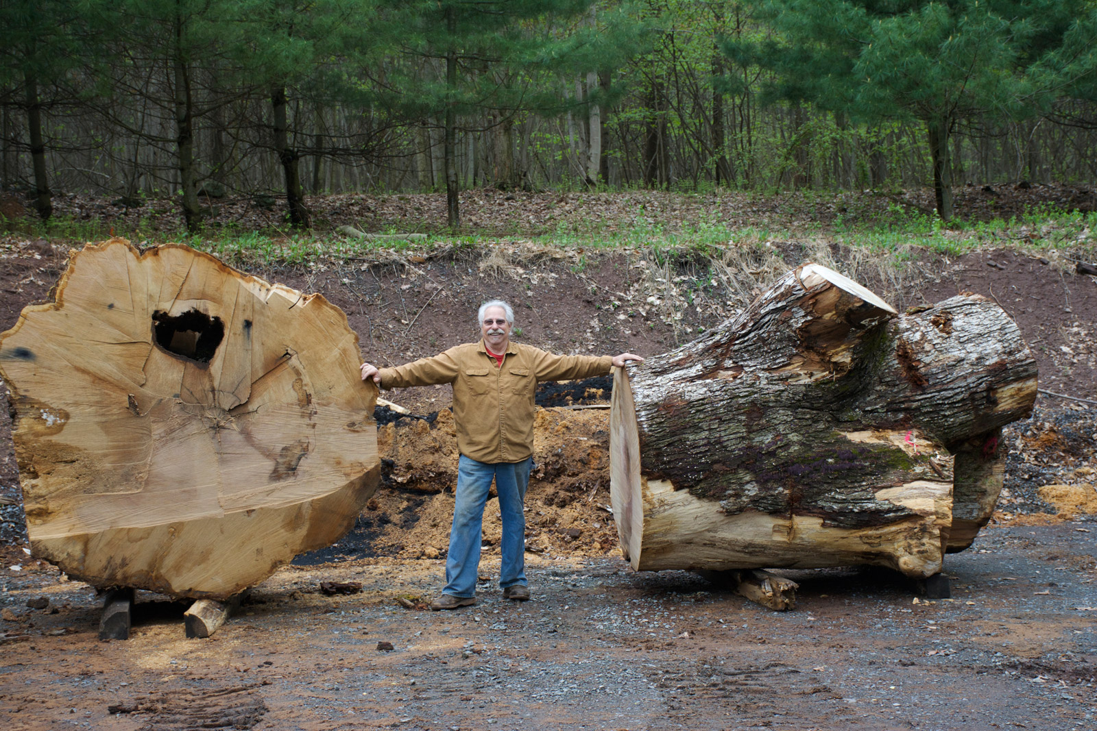 Will Penn Oak Wood Logs