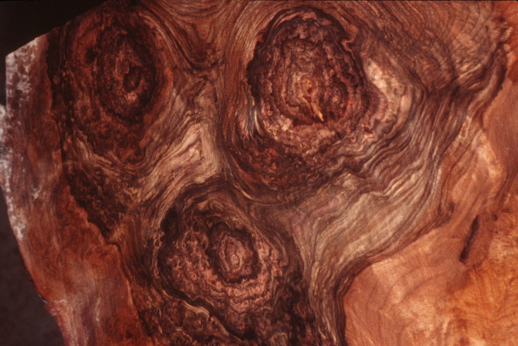 Circassian Walnut Burl | Talarico Hardwoods