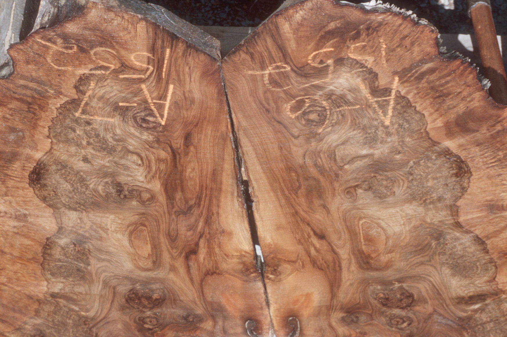 Circassian Walnut Burl Talarico Hardwoods