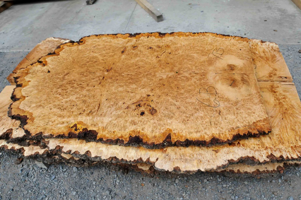 Scottish Oak Burl Talarico Hardwoods