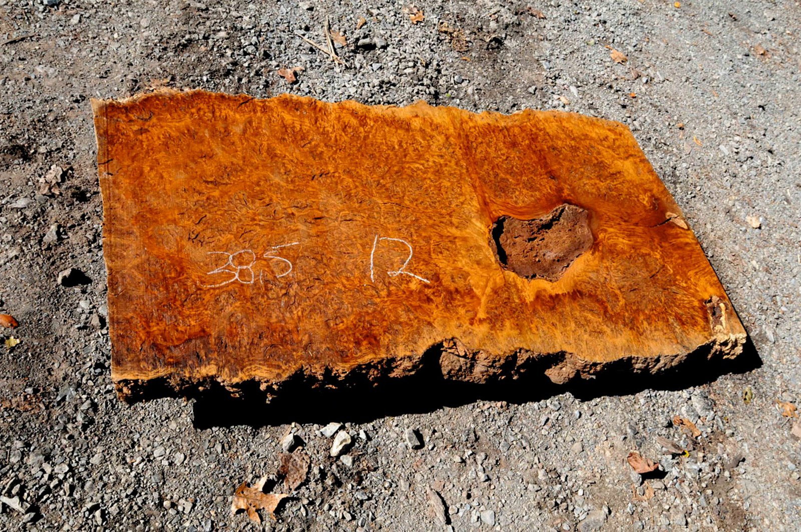 English Brown Oak Burl 2134 122 Talarico Hardwoods